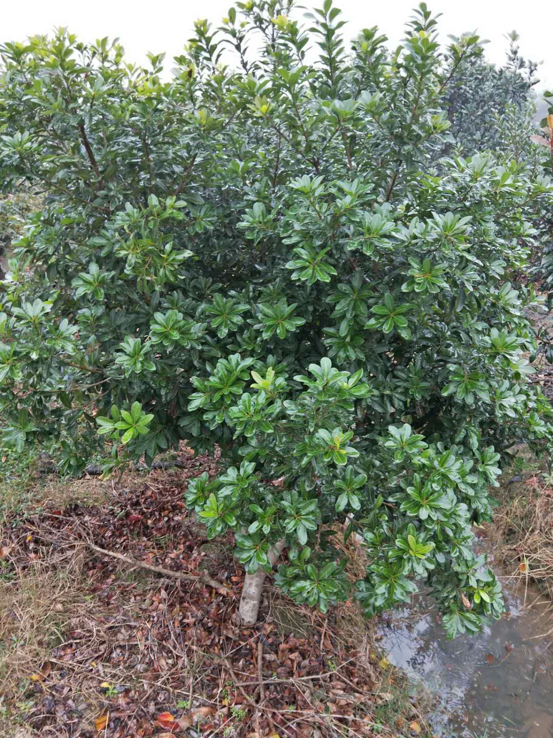 浙江杨梅树种植基地销售价格图片