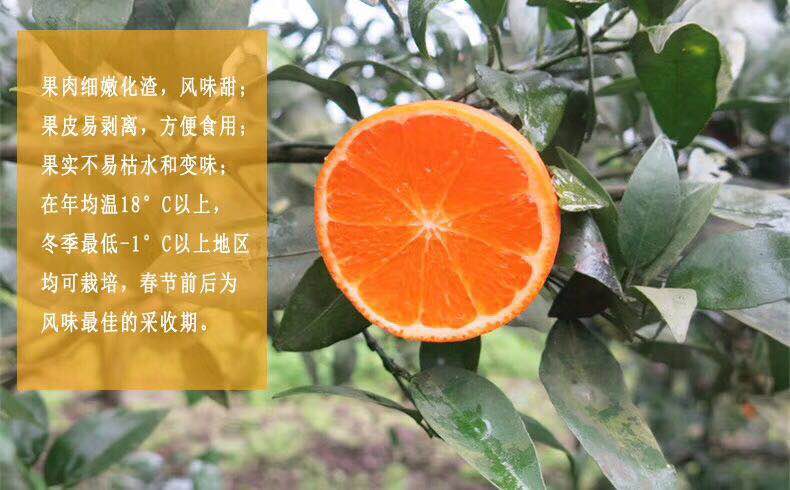 柑苗圖片/柑苗樣板圖 (2)