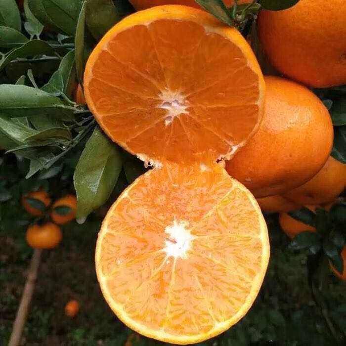 廣西091無(wú)核沃柑苗種植基地-優(yōu)質(zhì)供應(yīng)商種植批發(fā)電話