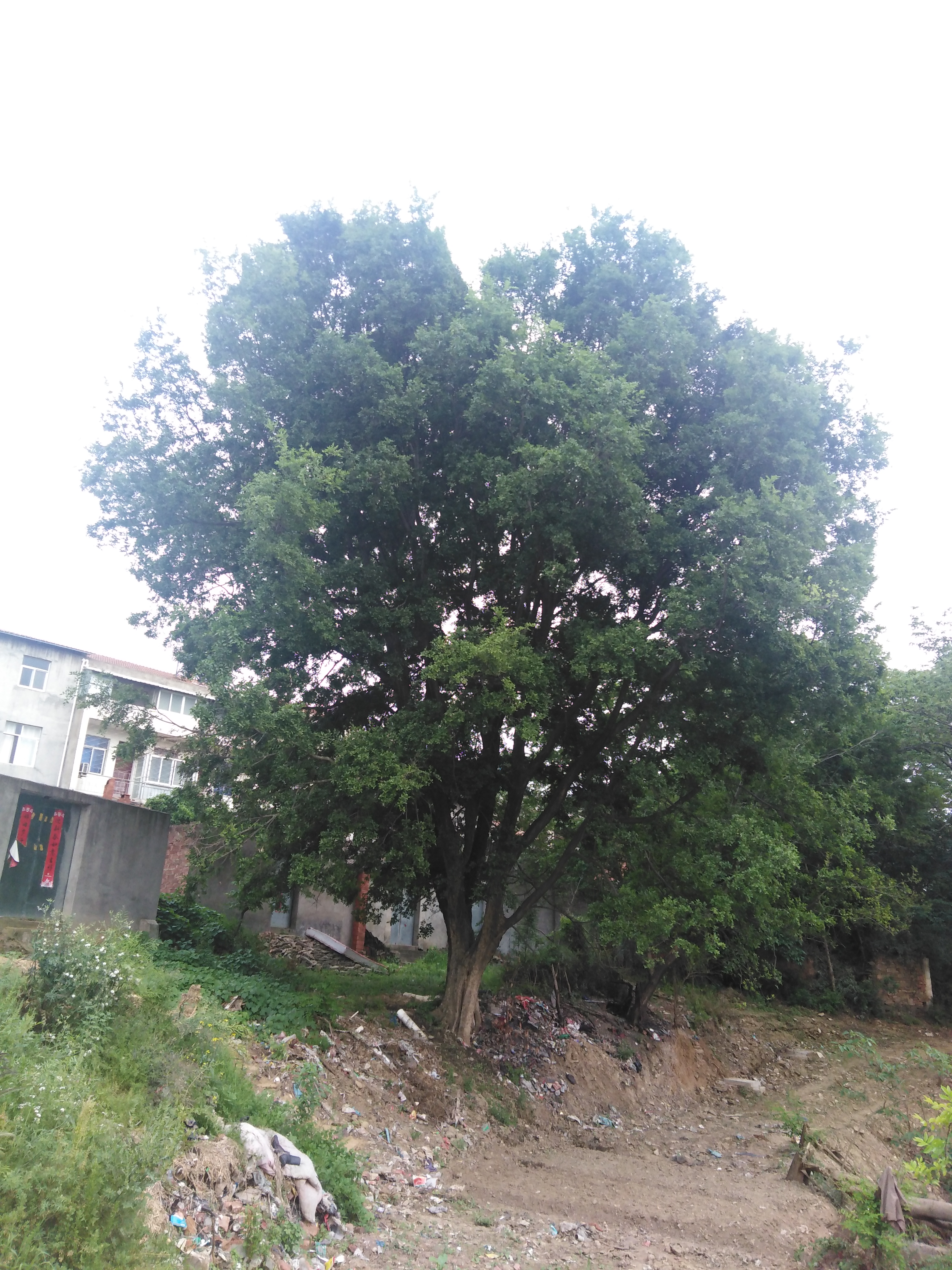 安徽滁州市樸樹(shù)基地