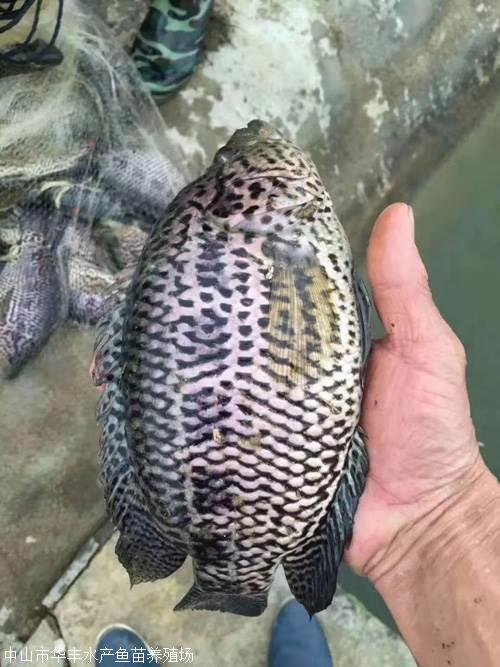 大頭魚圖片/大頭魚樣板圖 (1)