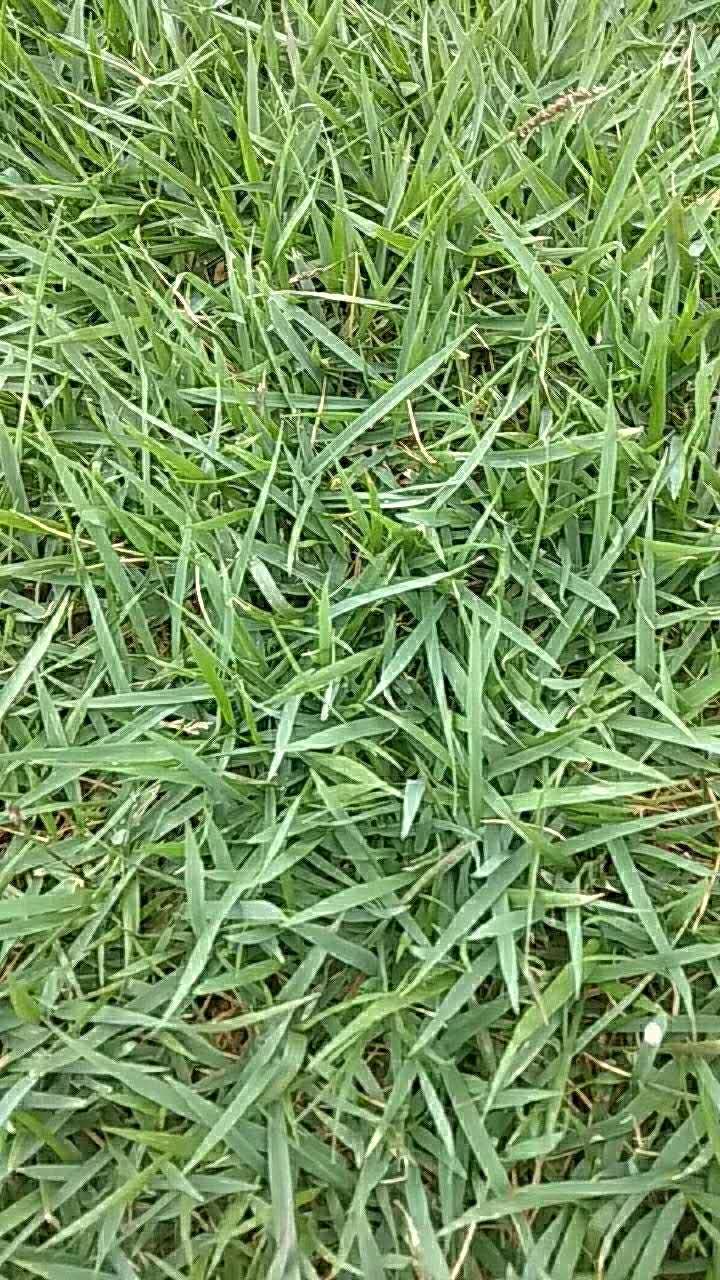 馬尼拉草皮基地 湖南馬尼拉草皮基地報價 湖北馬尼拉草皮基地報價 廣東馬尼拉草皮基地報價 廣西馬尼拉草皮基地報價