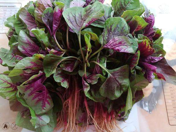 宏鴻蔬菜配送-紅莧菜圖片