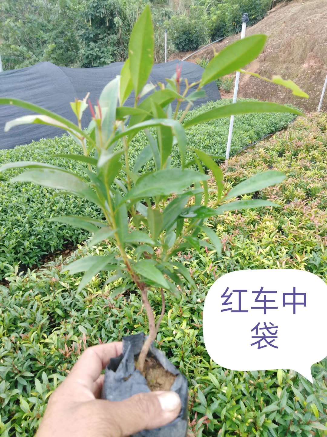 紅車中袋圖片