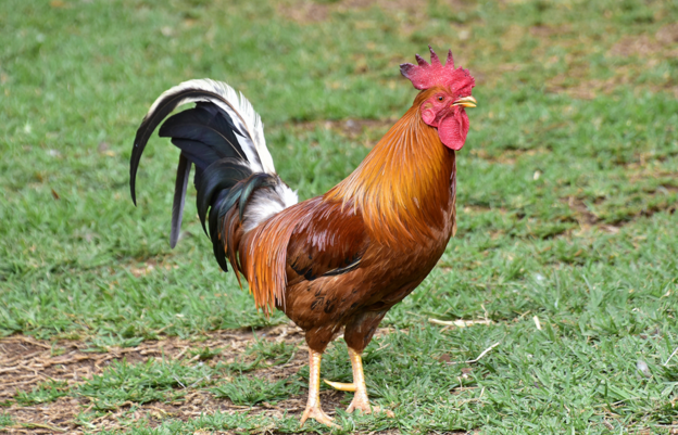 公雞 內蒙古公雞直銷 內蒙古公雞批發(fā)商 酵素生物菌飼料 內蒙古公雞供應商 內蒙古公雞廠家  散養(yǎng)公雞 不能遠郵