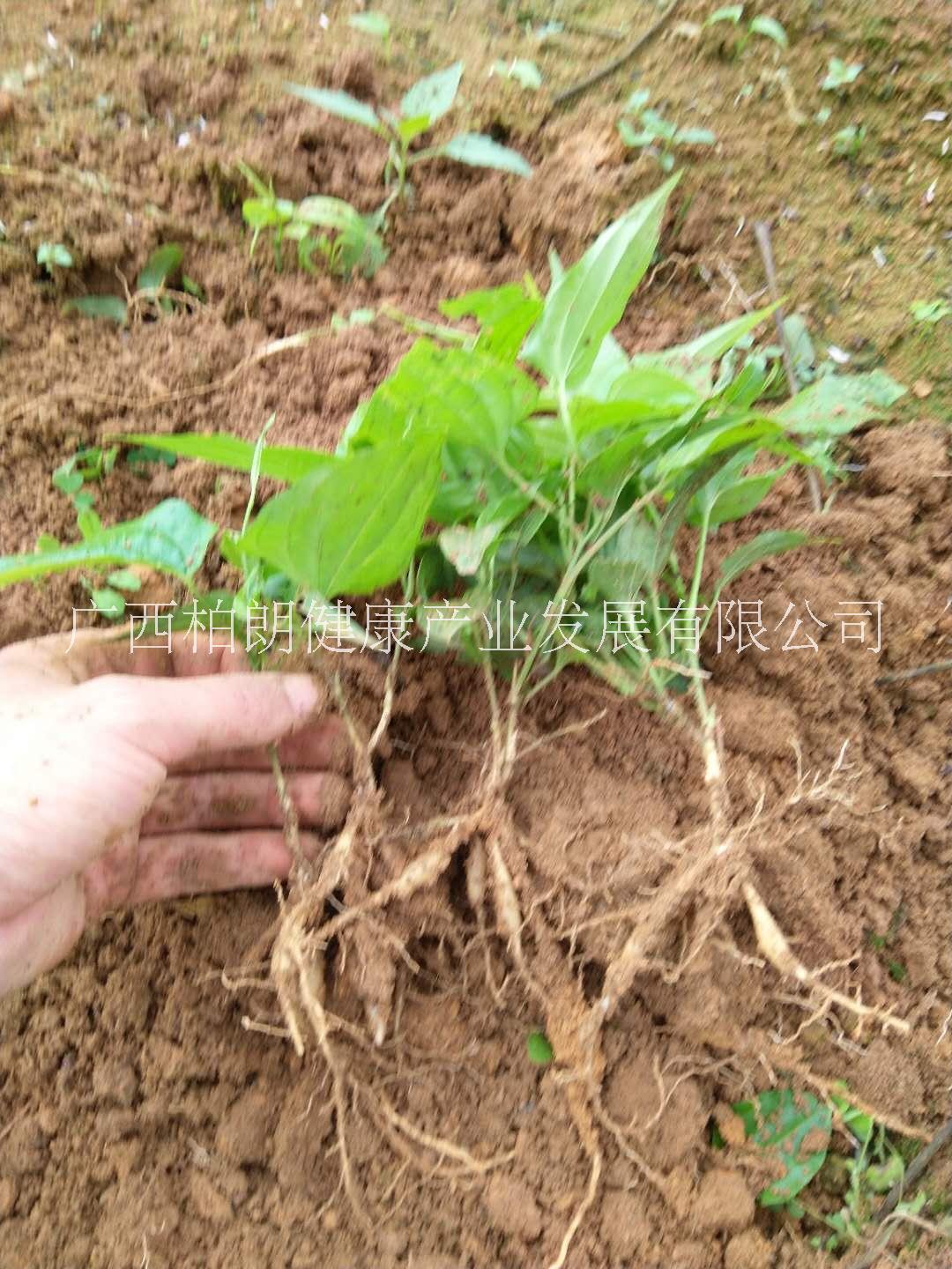 種植基地圖片/種植基地樣板圖 (3)