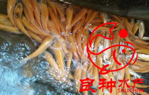 金草魚苗圖片