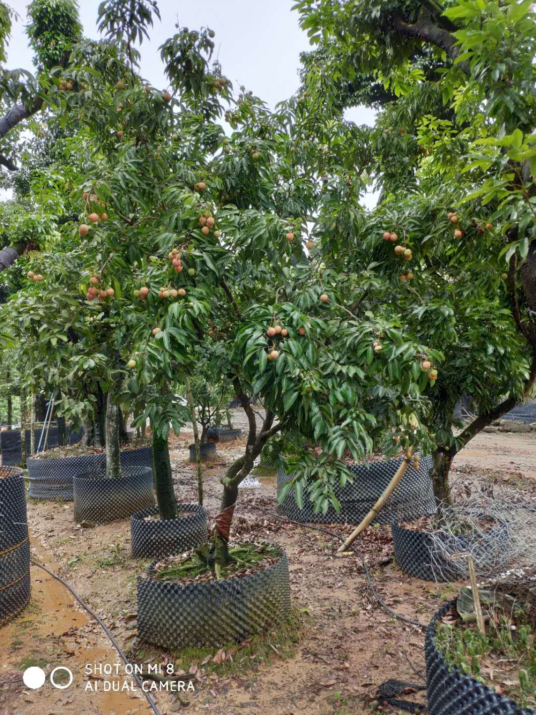 廣州本地特產(chǎn)荔枝樹-苗木種植基地批發(fā)報價供應(yīng)