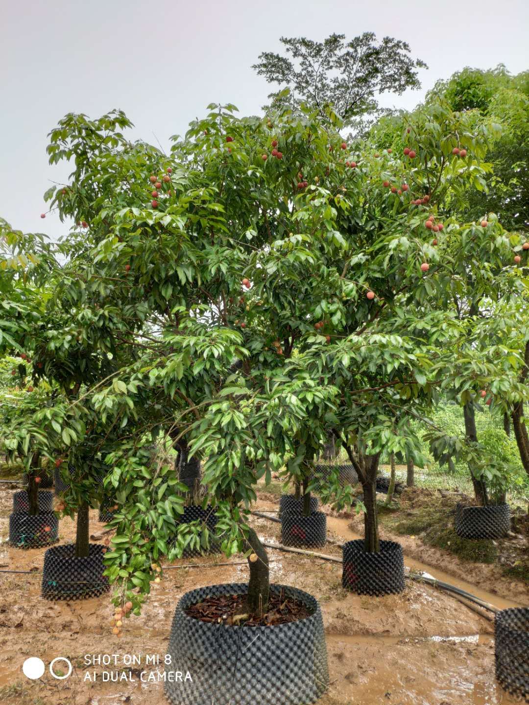 增城掛綠荔枝樹(shù)圖片