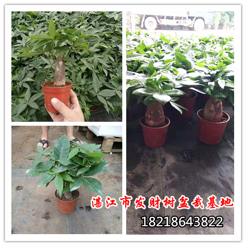 湛江哪里有发财树盆栽种植批发基地：批发价格很便宜_发财树批发_发财树种植基地-[湛江市发财树苗育培基地]