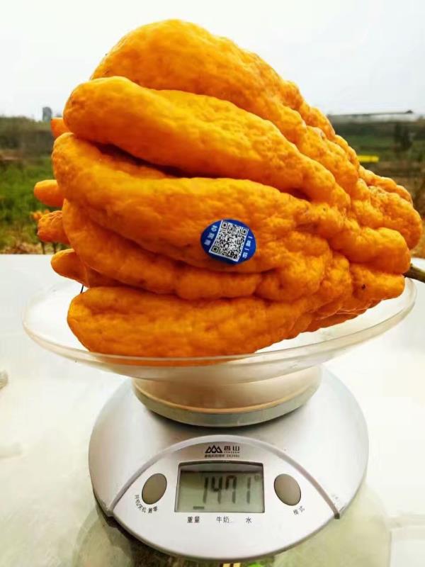 佛手種植技術(shù)