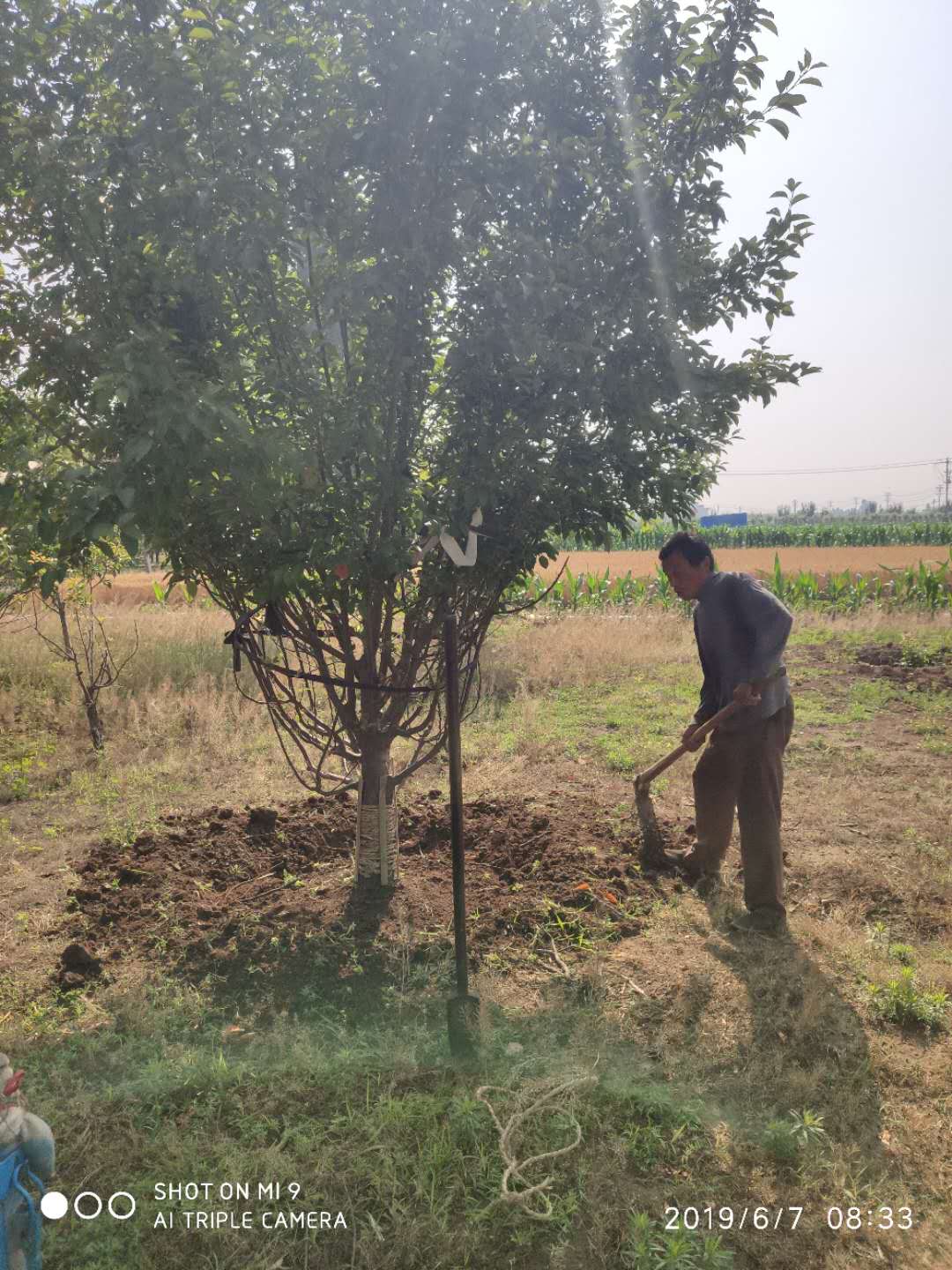 山東泰安7公分絢麗海棠基地圖片/山東泰安7公分絢麗海棠基地樣板圖 (2)