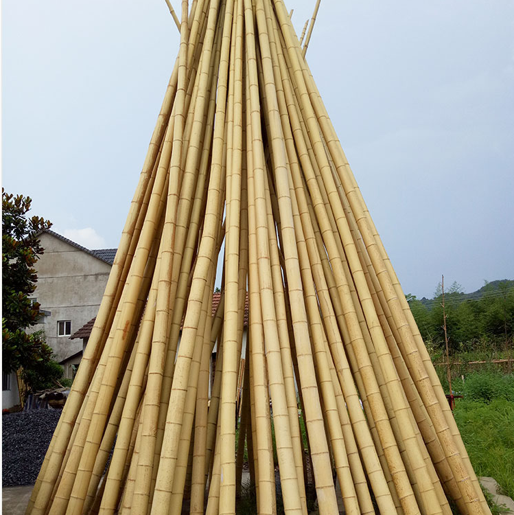 毛竹 大口徑竹桿 低價(jià)楠竹圖片