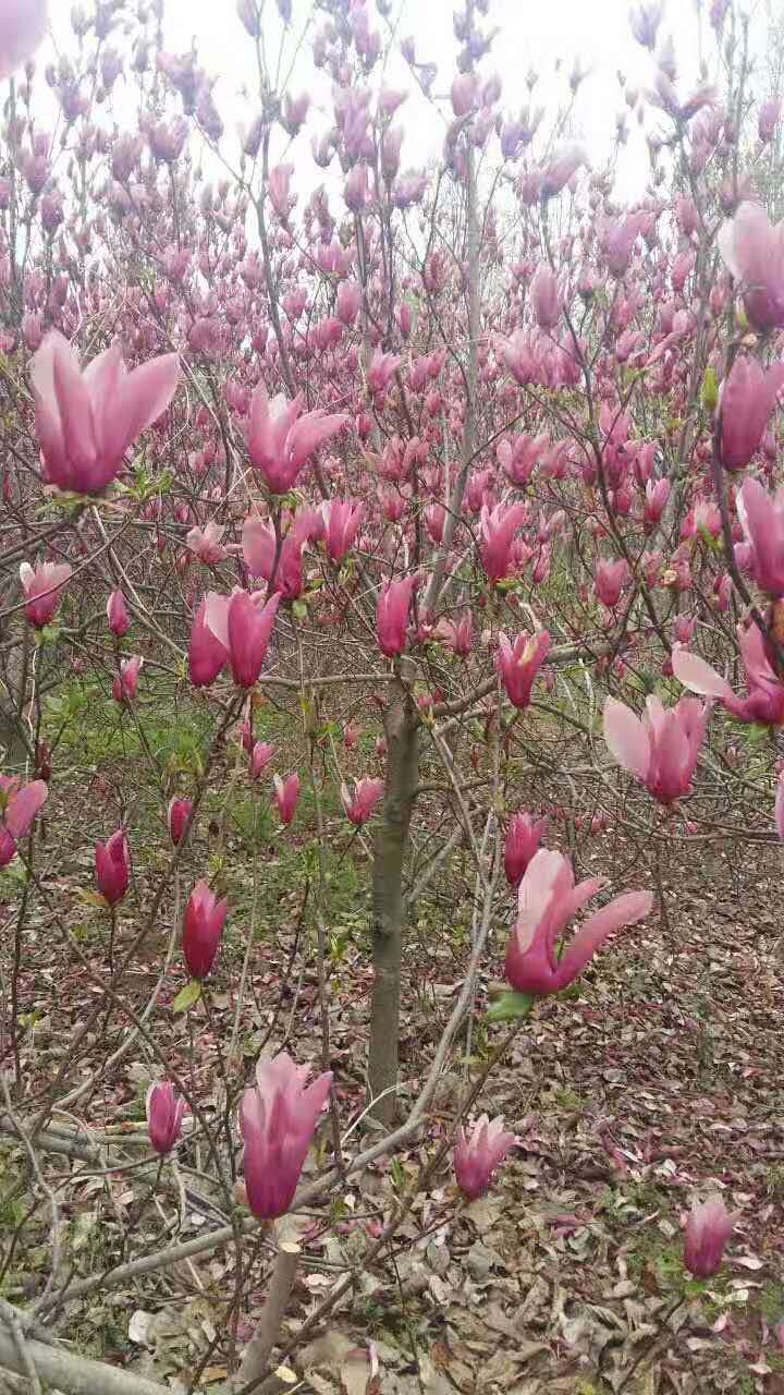 江西雄騰園林供應(yīng)紫玉蘭種植基地直銷價(jià)格