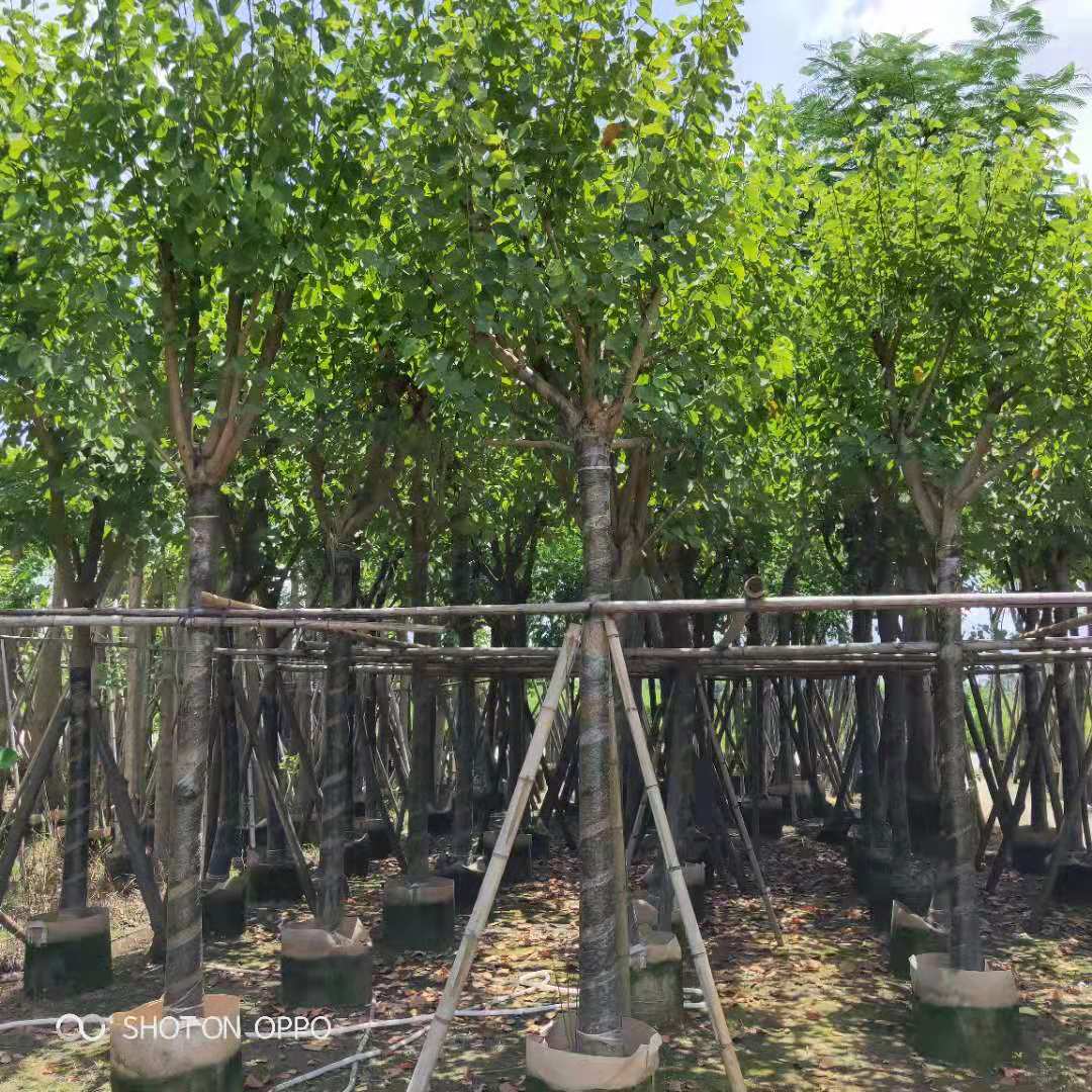 宮粉紫荊圖片/宮粉紫荊樣板圖 (4)