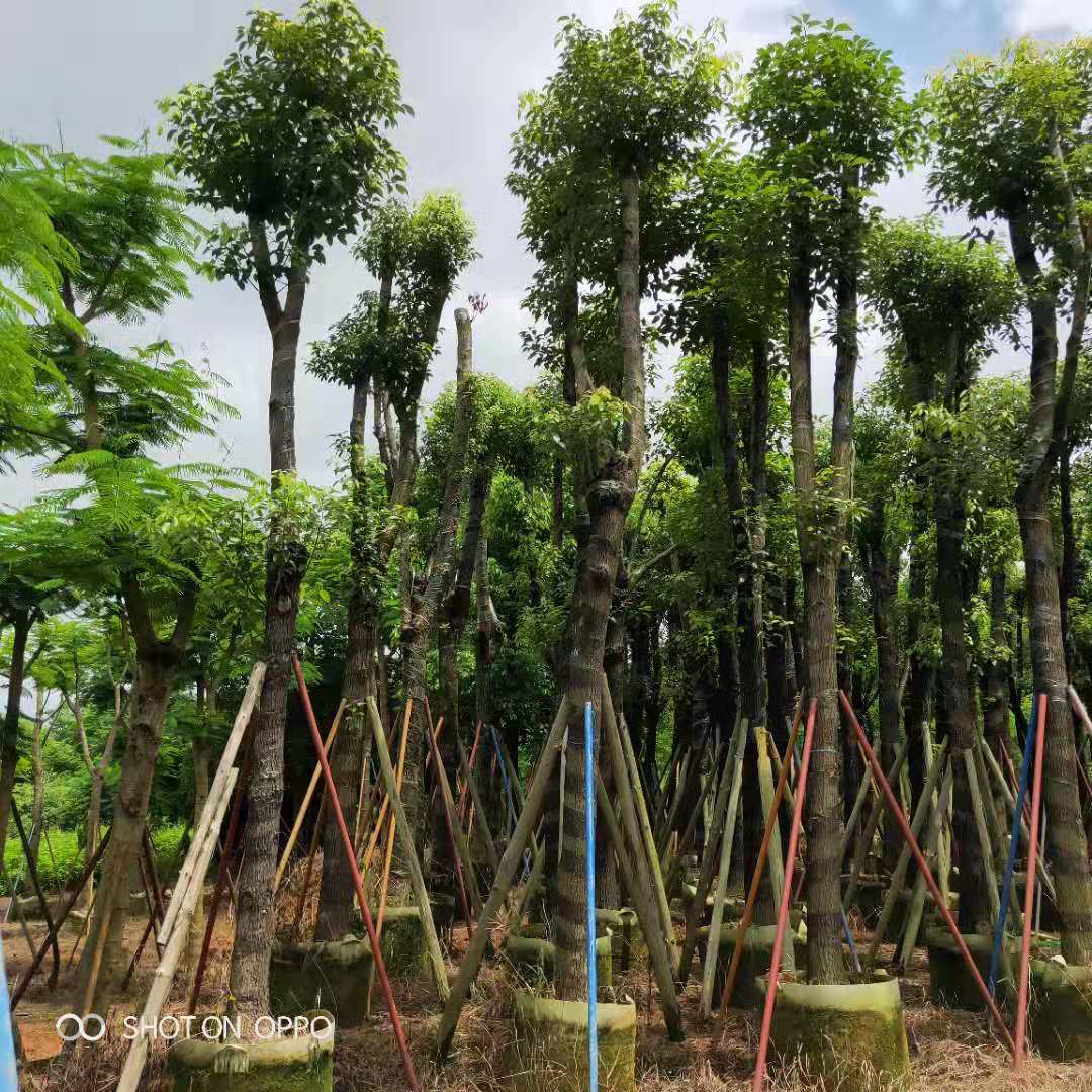 香樟樹圖片