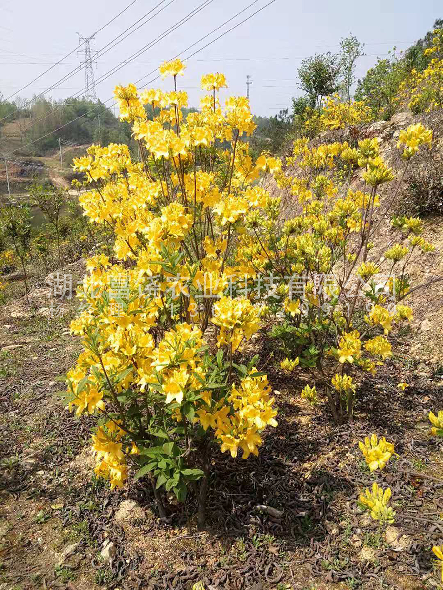 黄杜鹃闹羊花羊踯躅5年驯化苗图片