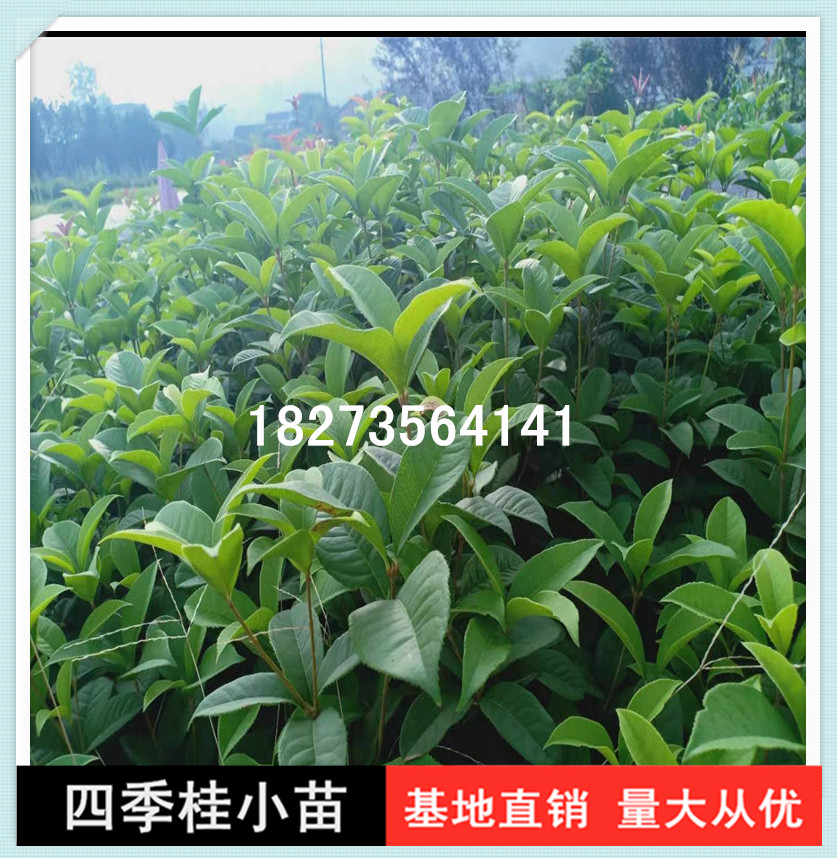 長(zhǎng)沙優(yōu)質(zhì)四季桂小苗基地直銷，長(zhǎng)沙四季桂小苗批發(fā)價(jià)，長(zhǎng)沙四季桂小苗直銷商