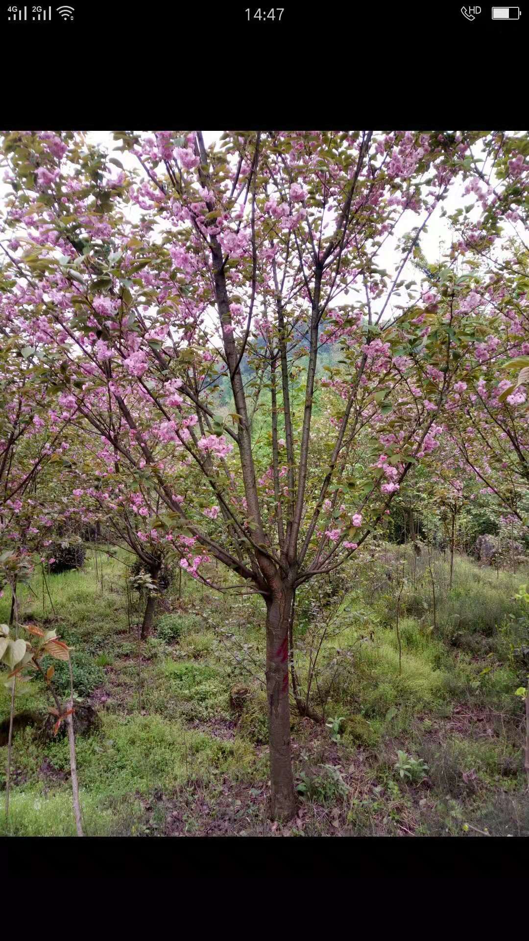 櫻花樹圖片/櫻花樹樣板圖 (3)