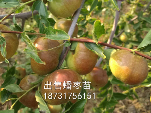 蟠棗苗圖片/蟠棗苗樣板圖 (1)