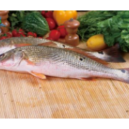 廣東湛江紅鼓魚養(yǎng)殖基地圖片