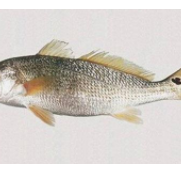 廣東湛江紅鼓魚養(yǎng)殖基地圖片/廣東湛江紅鼓魚養(yǎng)殖基地樣板圖 (3)