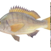 湛江黑臘養(yǎng)殖基地圖片