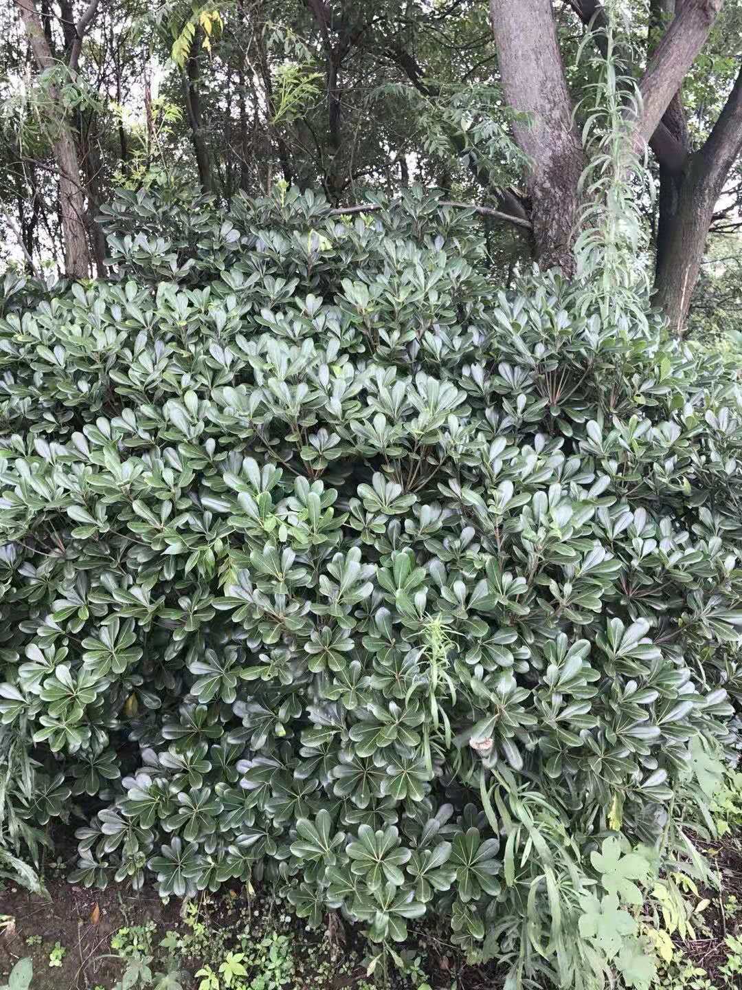 湖南球灌木種植基地