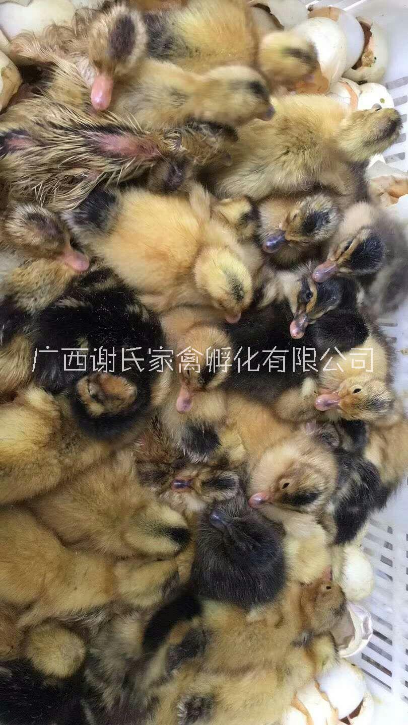 廣西南雜交鴨批發(fā)廣西南寧郊區(qū)雜交鴨苗批發(fā)