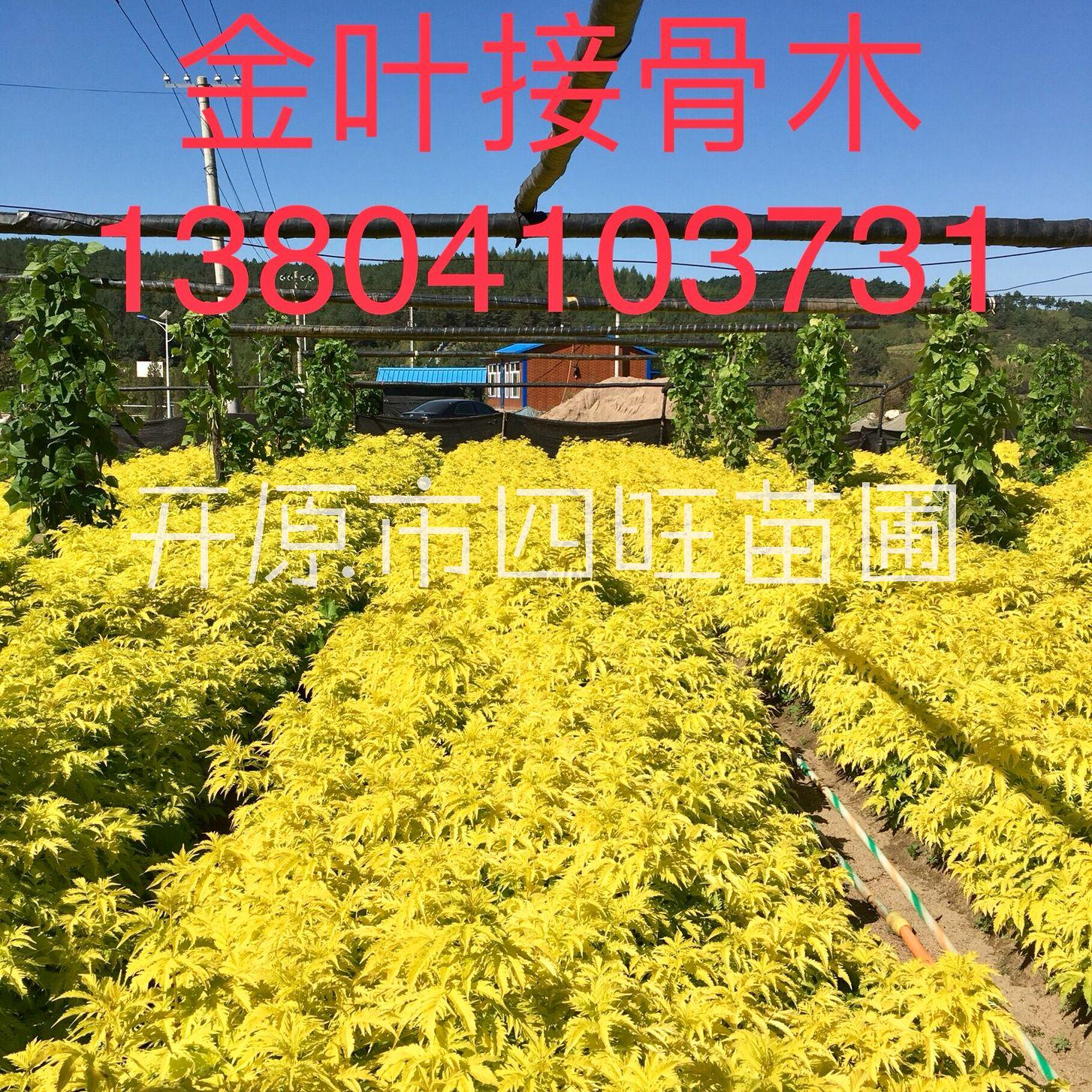 接骨木圖片/接骨木樣板圖 (2)