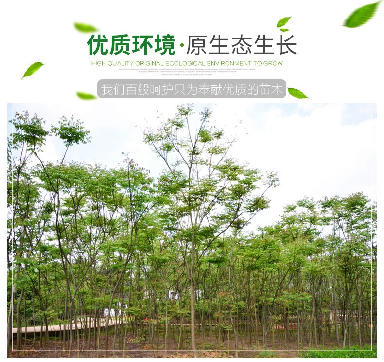 欒樹小苗圖片/欒樹小苗樣板圖 (3)