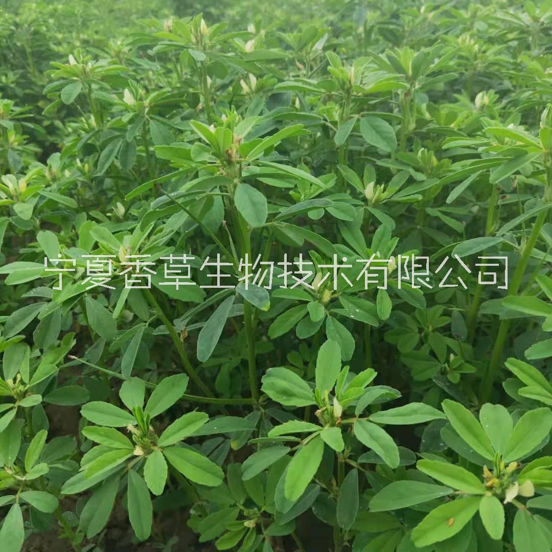 宁夏葫芦巴叶批发公司葫芦巴叶批发厂家 宁夏葫芦巴叶粉供应/价格图片