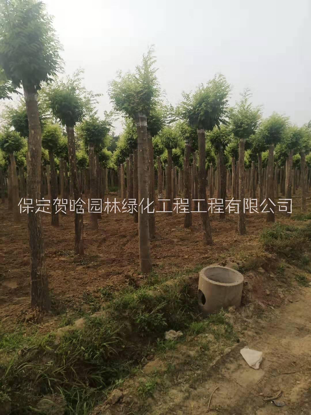 保定金枝槐報價圖片