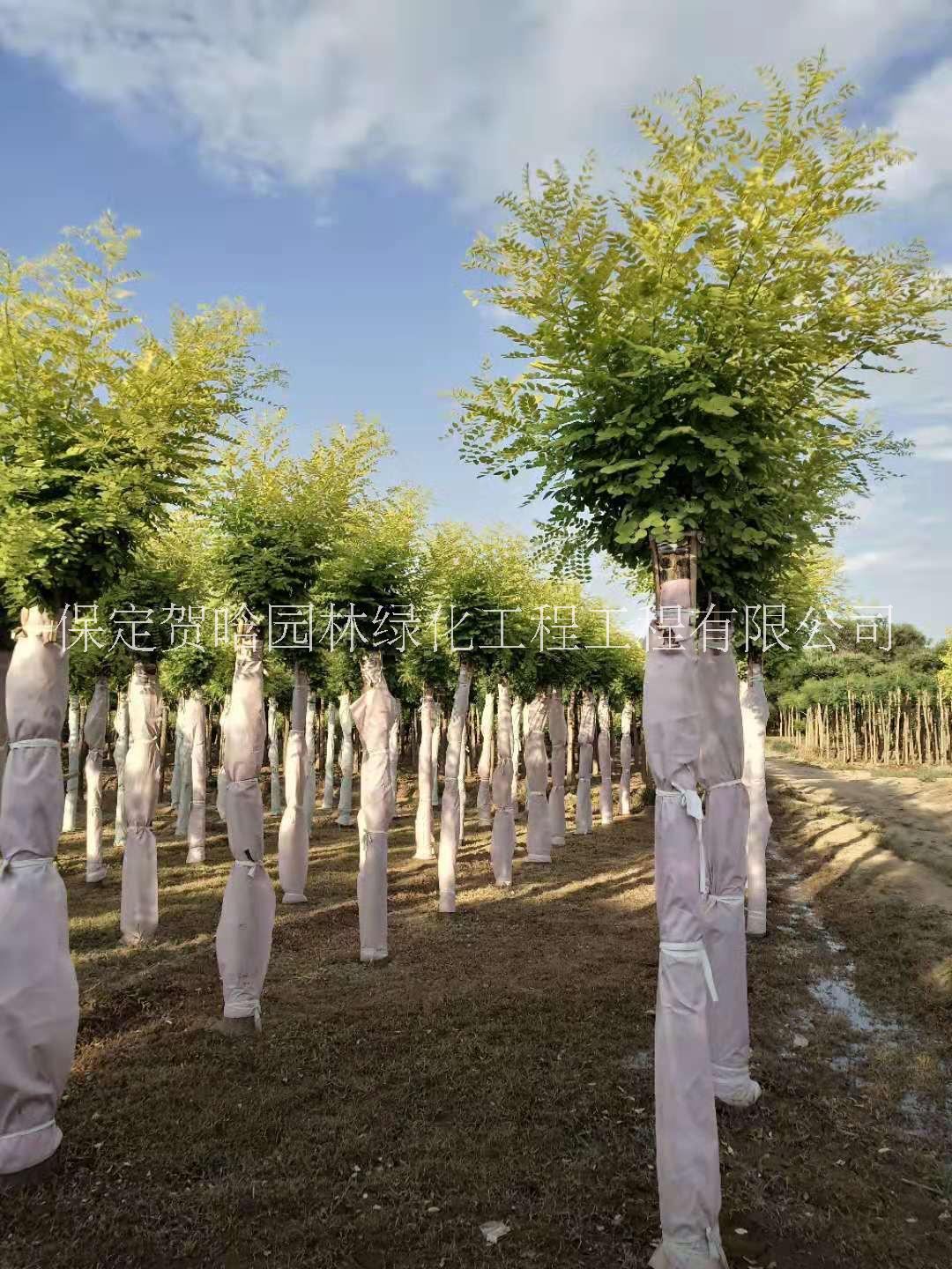 金葉槐頭價(jià)格圖片