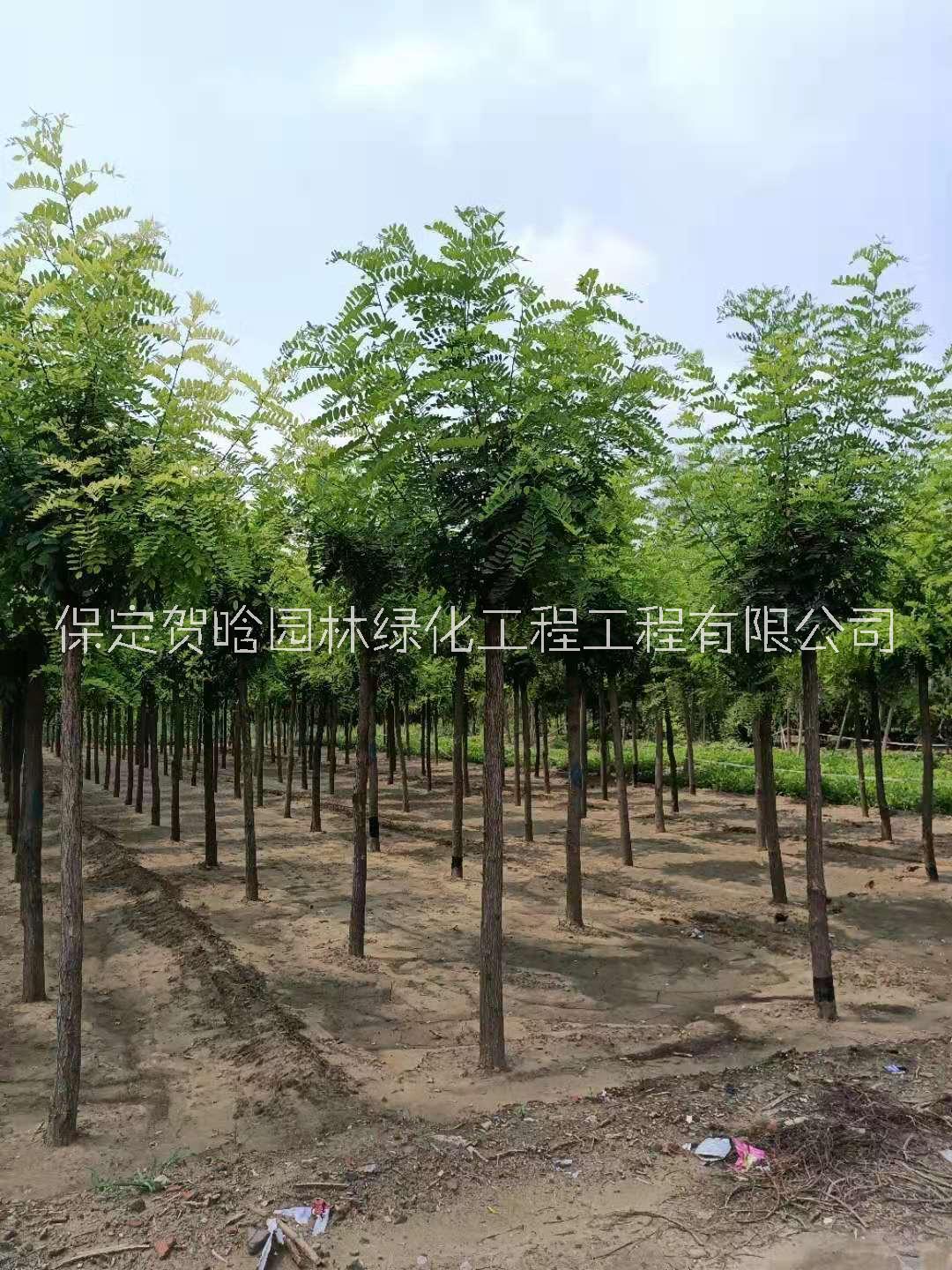 保定市各种规格刺槐批发厂家各种规格刺槐批发_刺槐种植基地_批发