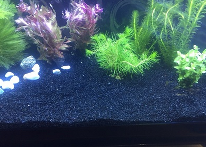 黑金砂圖片/黑金砂樣板圖 (2)