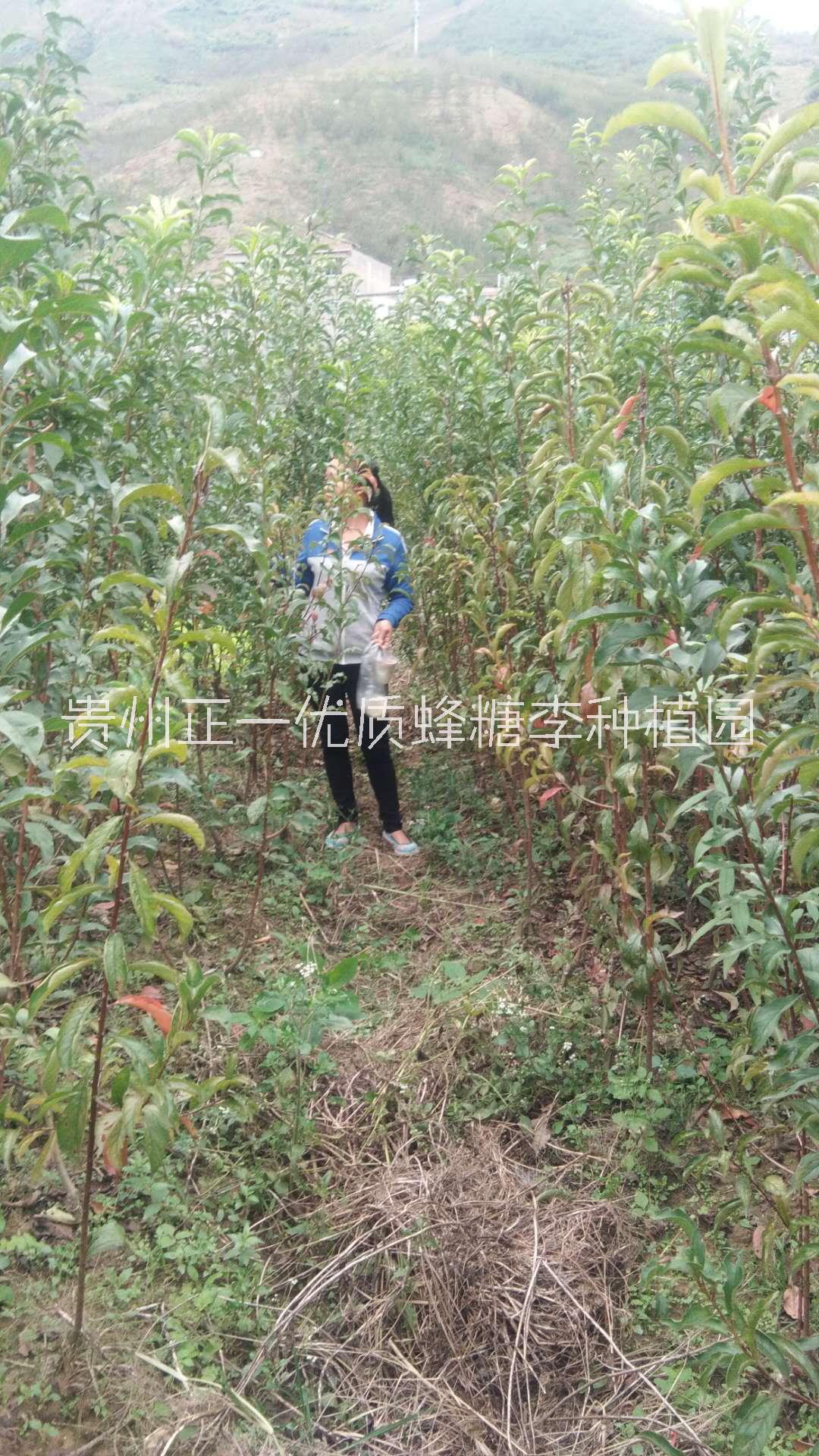 蜂糖圖片/蜂糖樣板圖 (2)