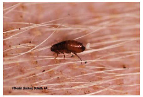 岳陽滅跳蚤圖片