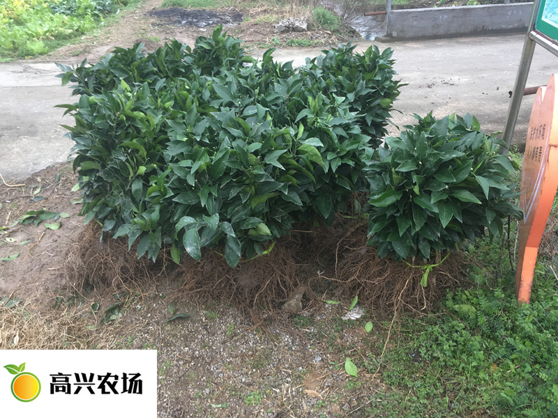 紅美人柑橘苗 愛媛28圖片