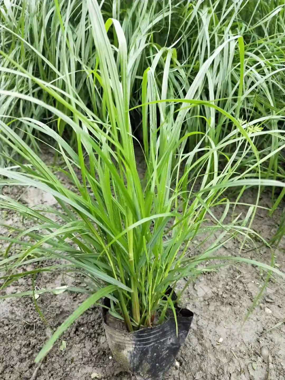 水生植物圖片/水生植物樣板圖 (2)