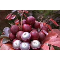 苗種植圖片/苗種植樣板圖 (1)