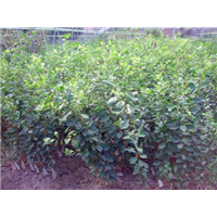 福建李子苗種植基地_福建李子苗種植批發(fā)價(jià)格_【福建省古田縣特優(yōu)果苗場】