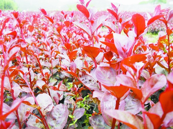 紅葉紫薇圖片/紅葉紫薇樣板圖 (1)