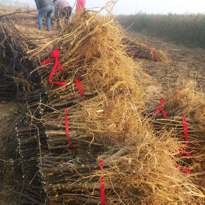 花椒樹苗圖片/花椒樹苗樣板圖 (4)