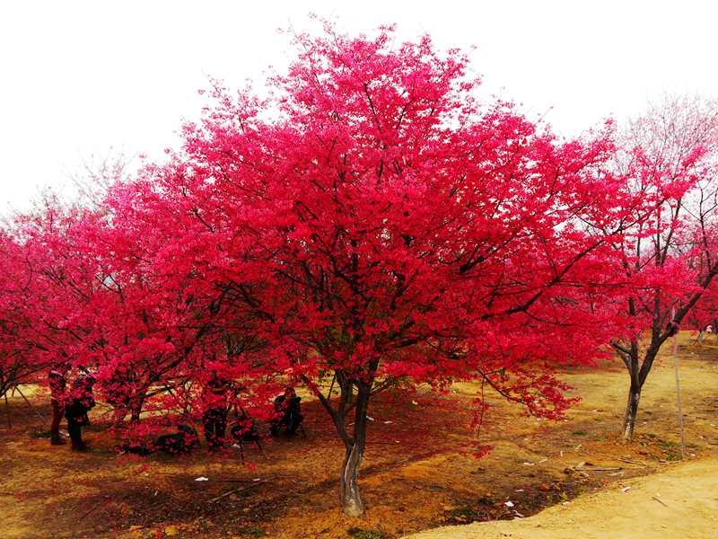 中國紅櫻圖片/中國紅櫻樣板圖 (1)