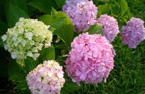 山東繡球花灌木種植廠家電話報價