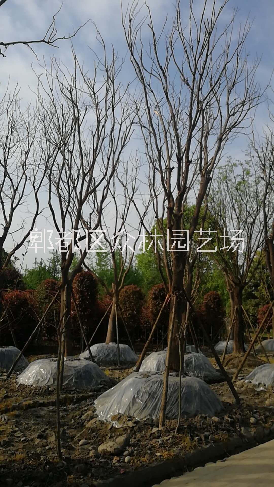 國槐圖片/國槐樣板圖 (2)