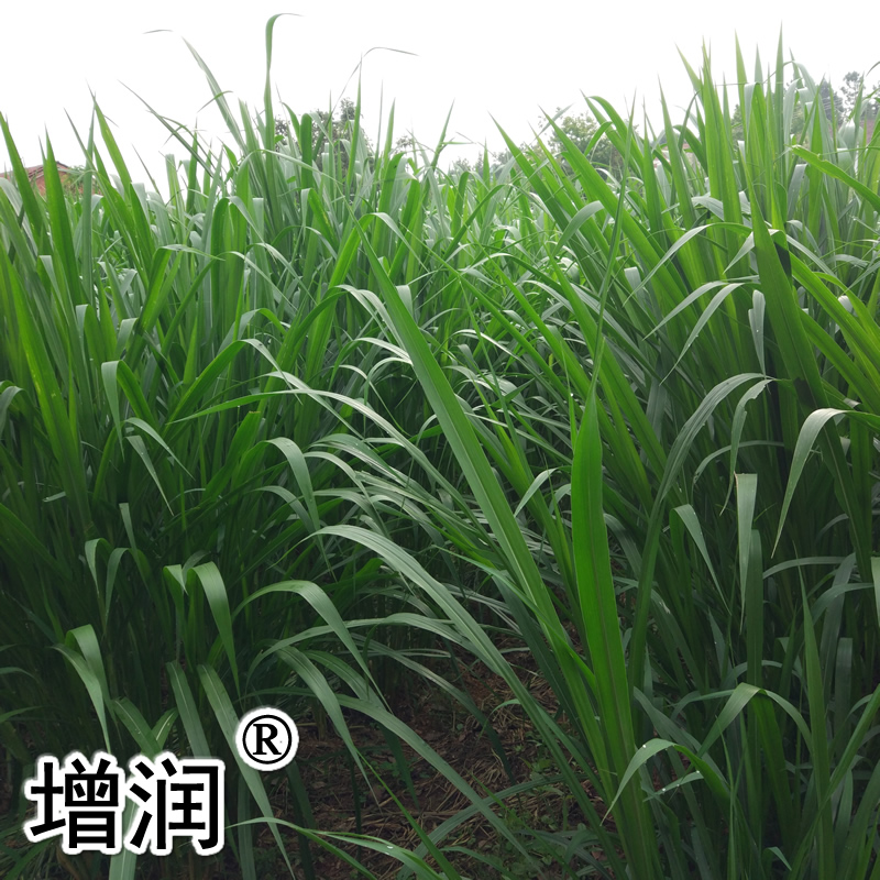 甜象草圖片/甜象草樣板圖 (4)