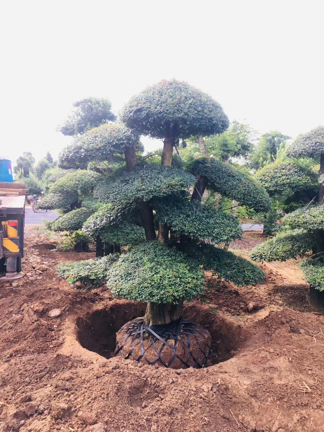 對(duì)節(jié)白蠟價(jià)格-湖北對(duì)節(jié)白蠟 京山對(duì)節(jié)白蠟價(jià)格