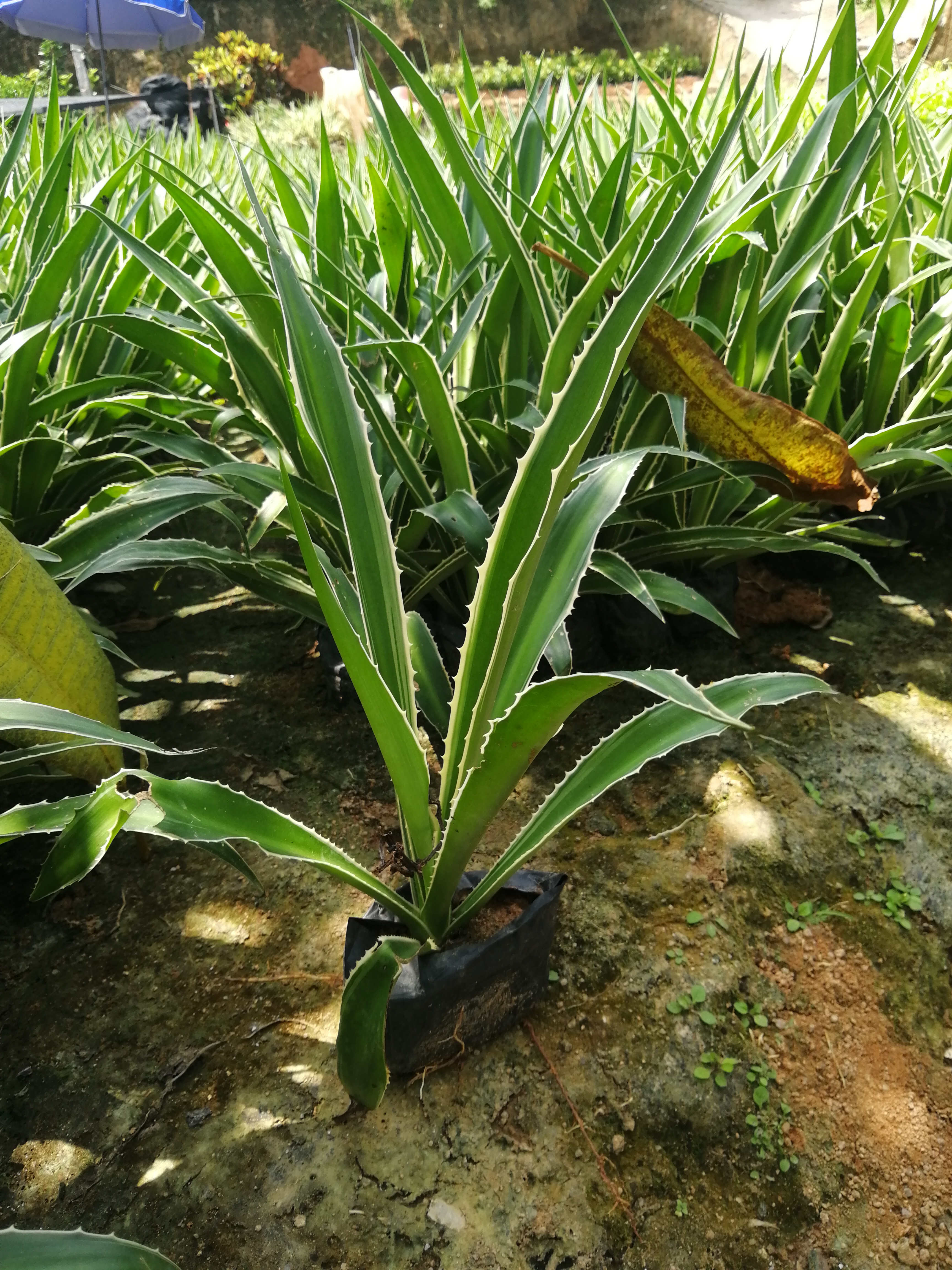 福建龍舌蘭種植基地_批發(fā)價格